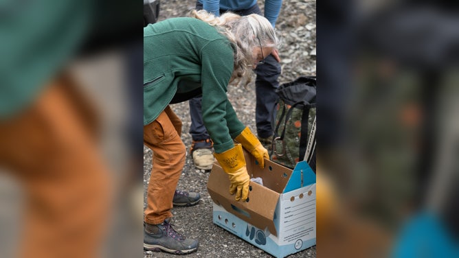 Carol Holmgren, director of the Tamarack Wildlife Center, opening the box to take the eaglet back to its nest.