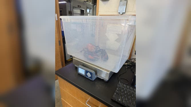 Lobster getting weighed with the Woods Hole Science Aquarium team.