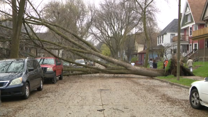 Severe weather brings down trees in Milwaukee Monday afternoon.