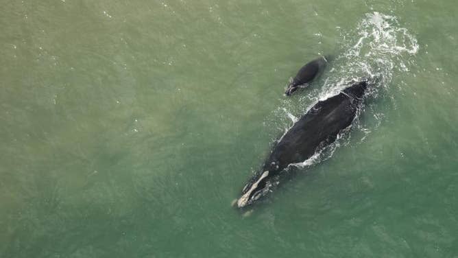 North Atlantic right whale #4617 (Mirror) and her first known calf swimming approximately a quarter mile off Crescent Beach, Florida.
