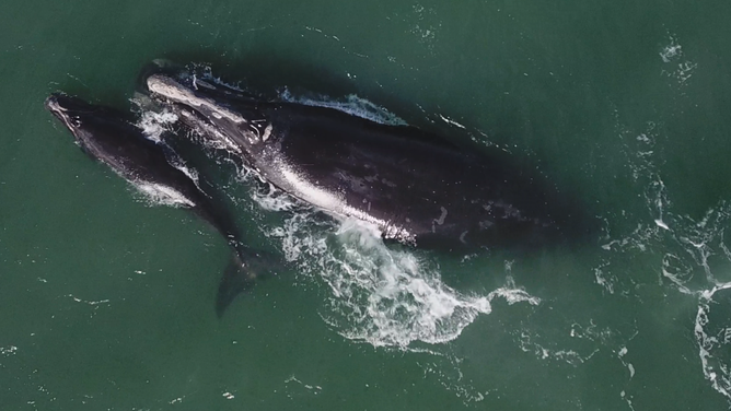 North Atlantic right whale #1245 (Slalom) and her seventh calf, on January 24, 2026. 