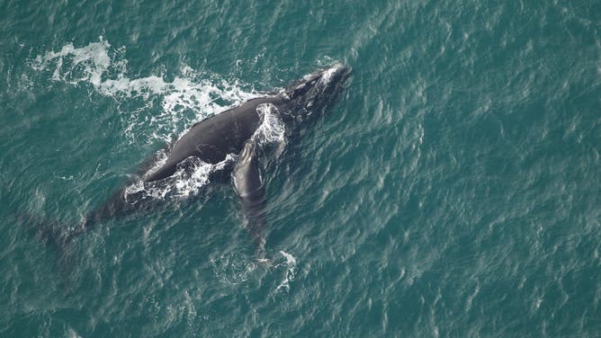 North Atlantic right whale #3020 (Giza) and her fourth calf swimming approximately 10 miles off Charleston, South Carolina, on January 30, 2026.