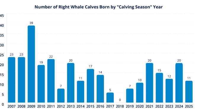 The number of North Atlantic right whale births each 