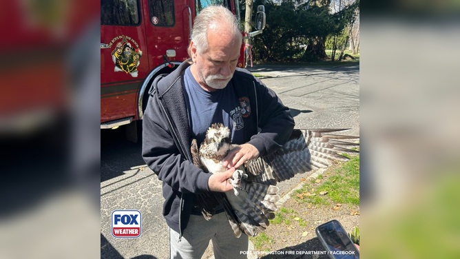 Members of the Port Washington Fire Department pose with an osprey bird they rescued in Long Island, New York.