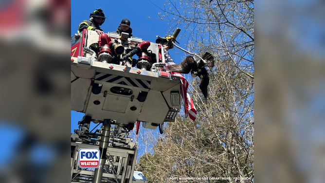 Members of the Port Washington Fire Department use a ladder to reach a bird tangled in fishing wire high in a tree in New York.