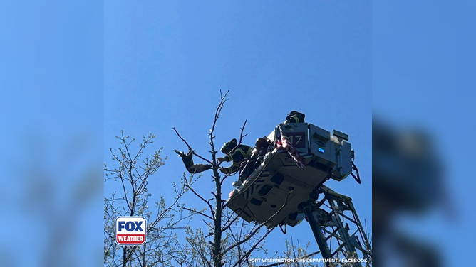 The Port Washington Fire Department locates a type of hawk tangled in fishing wire high in a tree in New York.