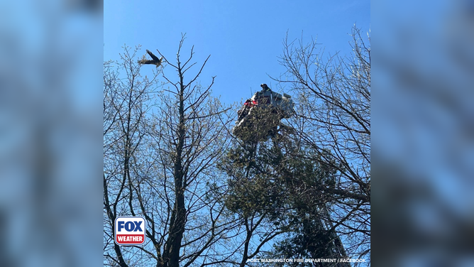 The osprey is a type of hawk that is found year-round in Florida.