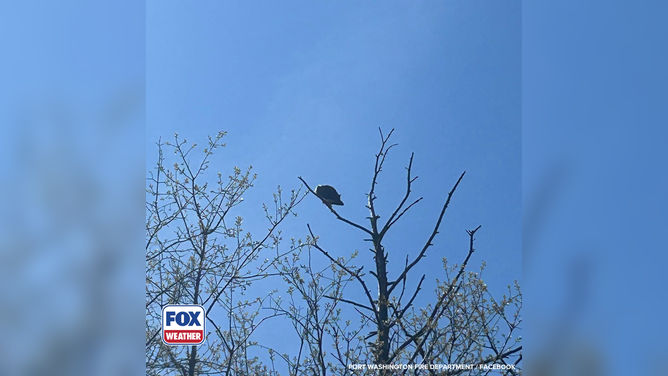 Members of the Port Washington Fire Department find an osprey perched at the top of a tree, tangled in wire.