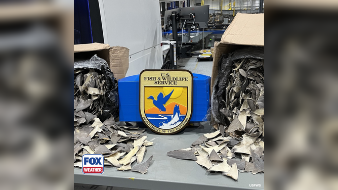 U.S. Fish and Wildlife Service capture $1 million worth of shark fins.