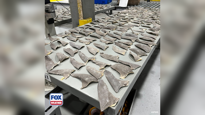 Members of the U.S. Fish and Wildlife Service lay out the 1,600 pounds worth of illegal shark fins they seized in Alaska.