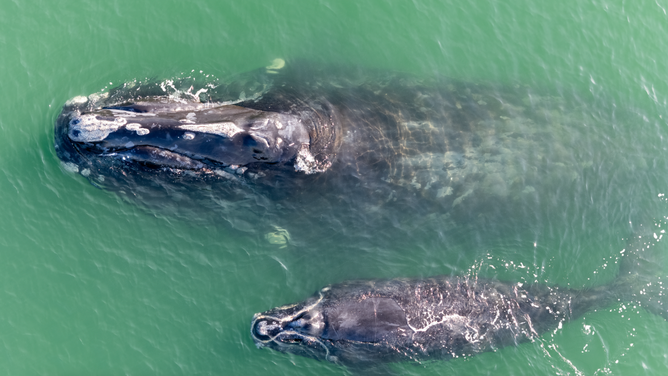 North Atlantic right whale #1515 (Ghost) and her ninth calf, swimming just offshore of Flagler Beach, Florida, on January 30, 2026. 