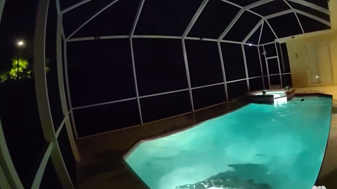 With the help of a trapper, Tampa Police removed this 9-foot alligator from a resident's pool on March 29