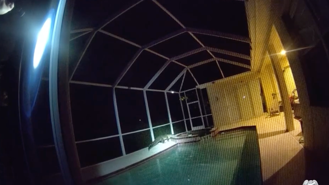 With the help of a trapper, Tampa Police removed this 9-foot alligator from a resident's pool on March 29