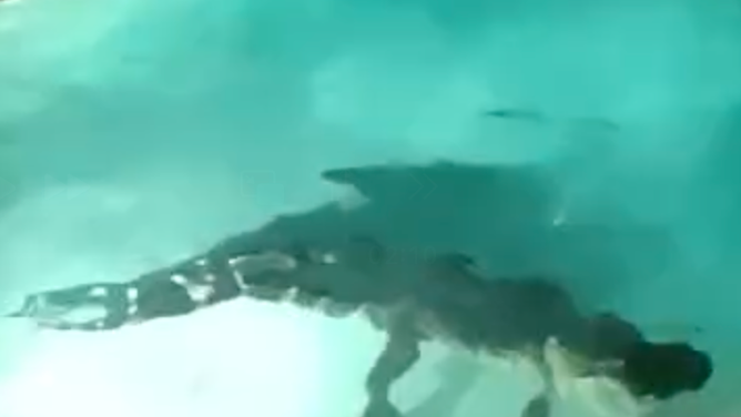 With the help of a trapper, Tampa Police removed this 9-foot alligator from a resident's pool on March 29