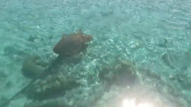 The turtle was tangled in the net, holding it in one place.