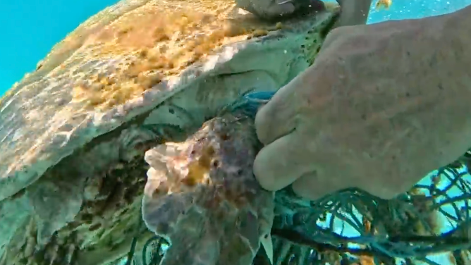 Jim works to cut the net to free the sea turtle.