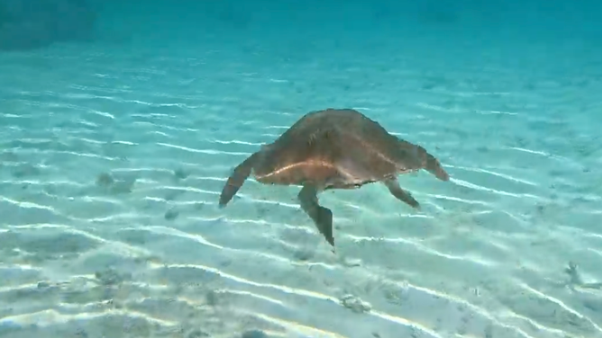 The sea turtle swam away unharmed after being freed. 