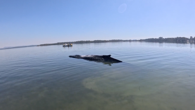 The stranded whale in very shallow water on the sandbar.
