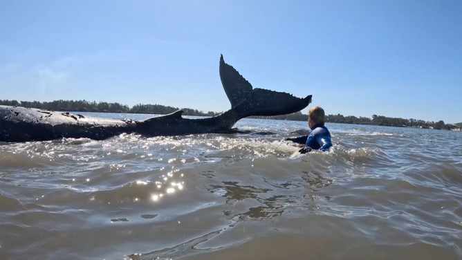 A rescuer dodges the whale's tail as they guided it back into deep water.