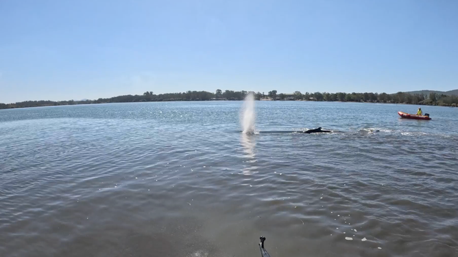 The whale pushes water out of its blow hole after swimming into deeper water.