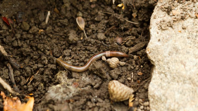 Asian jumping worms pose a significant risk to plant life and forest ecosystems.
