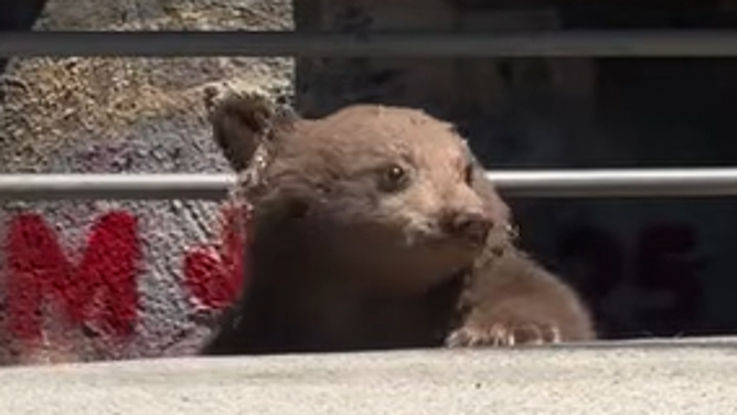 Baby bear cub stuck in storm drain emerges to freedom.
