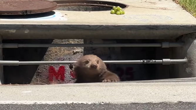 A baby bear cub is rescued from a storm drain in California.