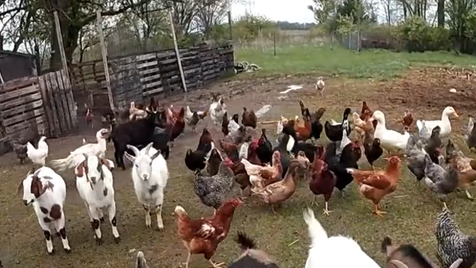 Chickens, turkeys, ducks, geese, and goats roam free at a farm before being saved.