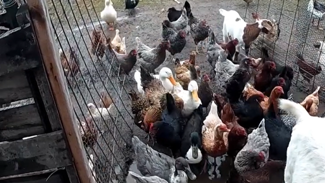 Chickens, turkeys, ducks, geese, and goats follow a police officer back to the safety of the farm.