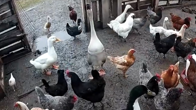 Members of the Grant County Sheriff’s Office help rescue farm animals.