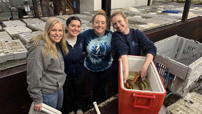 Shannon Keresey of Wellfleet Shellfish Company (left) with Woods Hole Science Aquarium representatives and the lobster. 