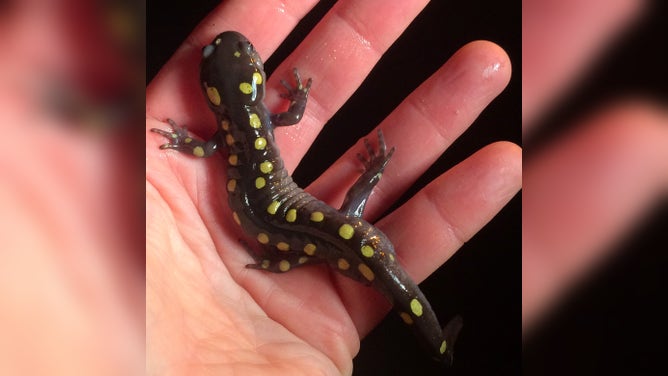 A tiny spotted salamander sits in the palm of a hand.
