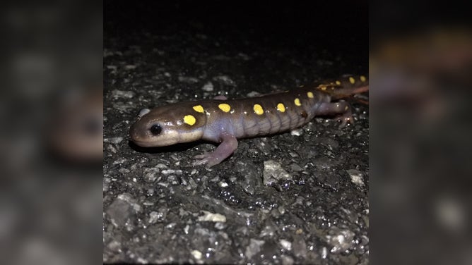 A tiny spotted salamander crosses the road as spring migration begins in New York.