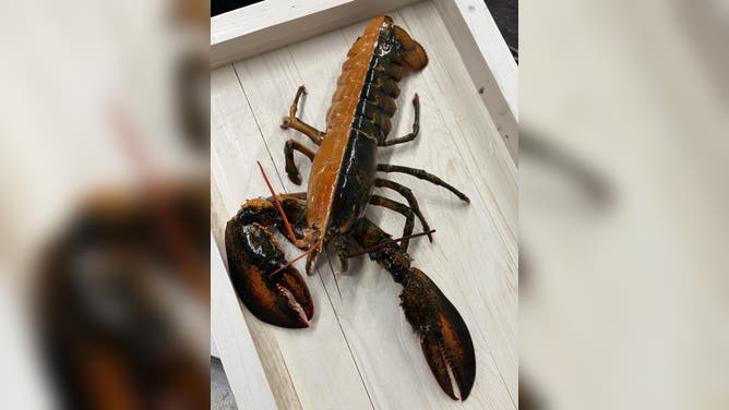 A great photo showing the lobster's bi-coloration.