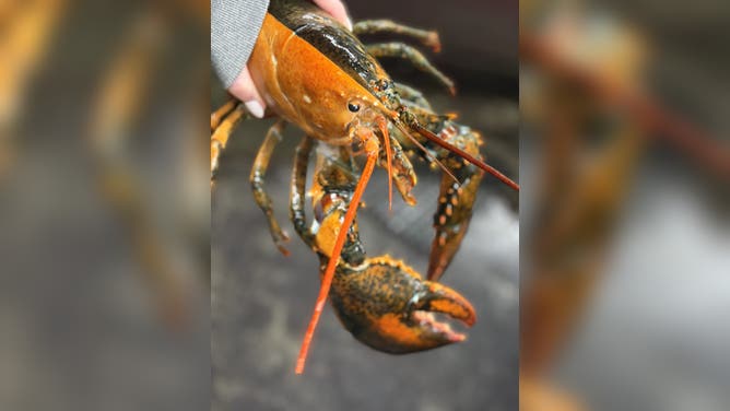 Someone holds the extremely rare bicolored lobster caught by Wellfleet Shellfish Company.