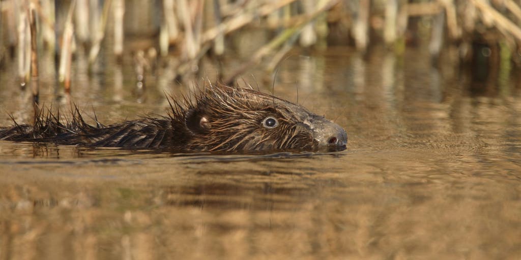 Watch: Rabid beaver fought off after attacking several people in New Jersey park