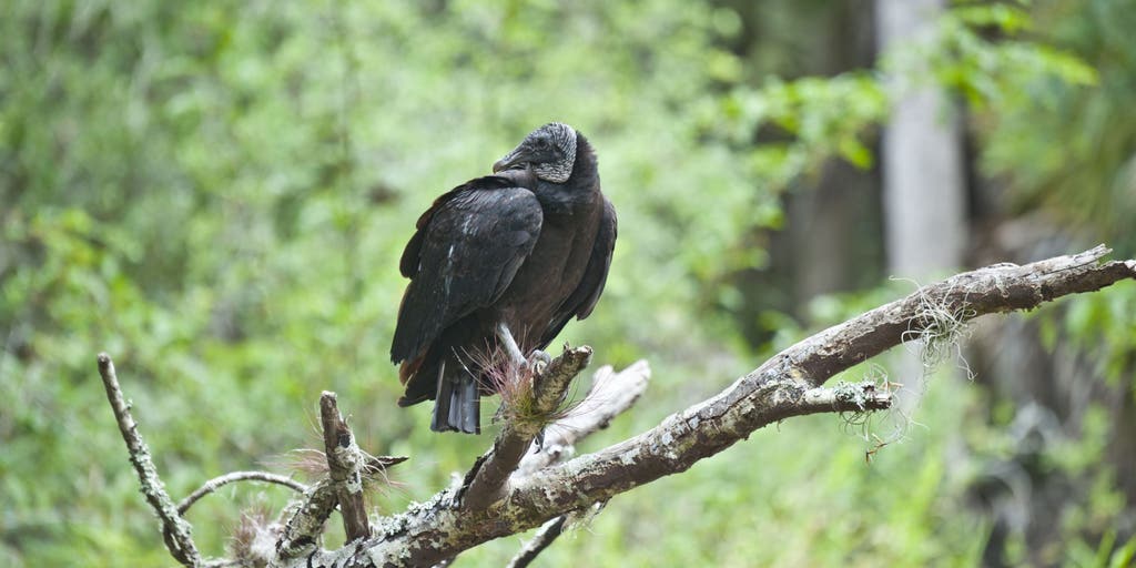 America's most popular national park needs help after 33 dead vultures illegally dumped