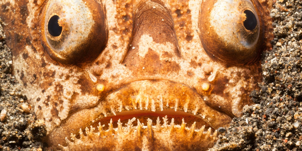Deep-sea nightmare: The bone-chilling fish lurking along the ocean floor