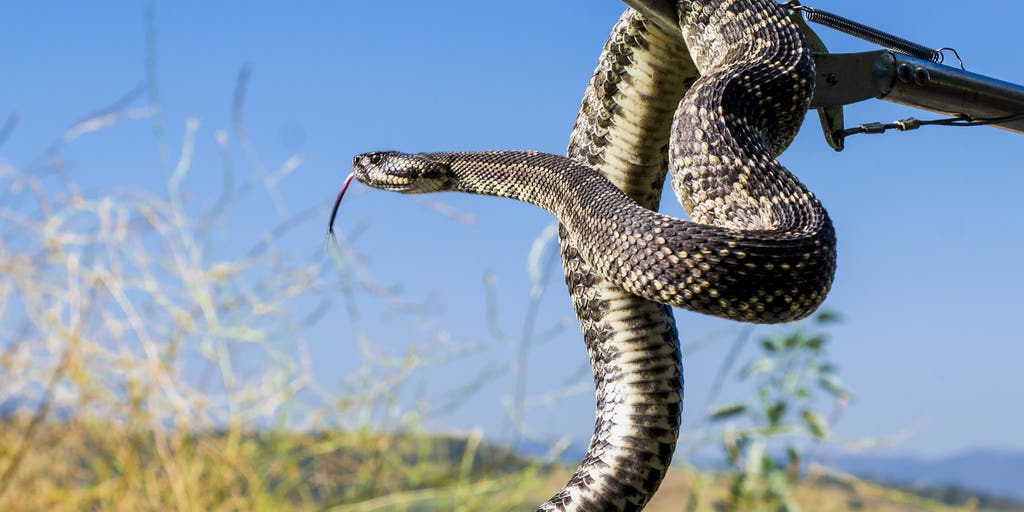 Colorado Wildlife officials warn of rattlesnake encounters as the reptiles wake up this spring