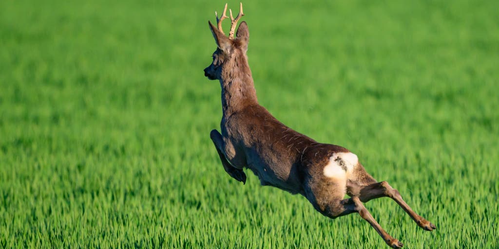 Watch: 'Drunk' deer runs in circles after eating fermented fruit