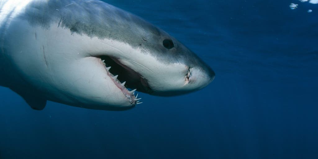 Beachgoers warned after first white shark of the season confirmed in Cape Cod