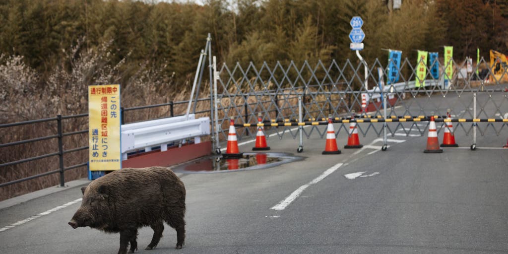 Hybrid 'mutant' pig population explodes following 2011 Japanese nuclear accident