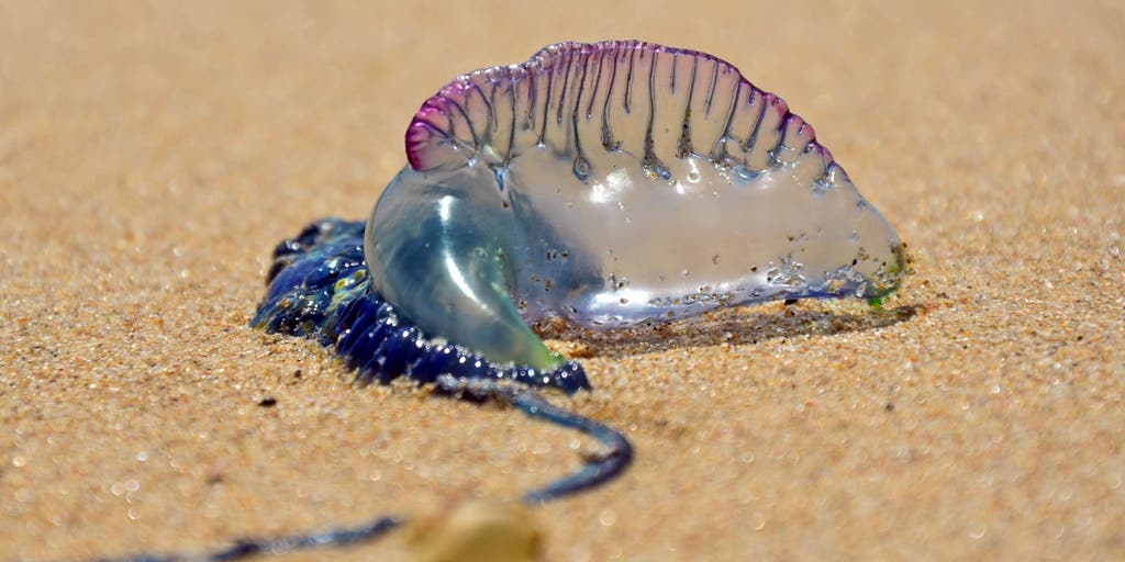 Portuguese man o' war warnings issued in Myrtle Beach after strong currents wash venomous wildlife ashore