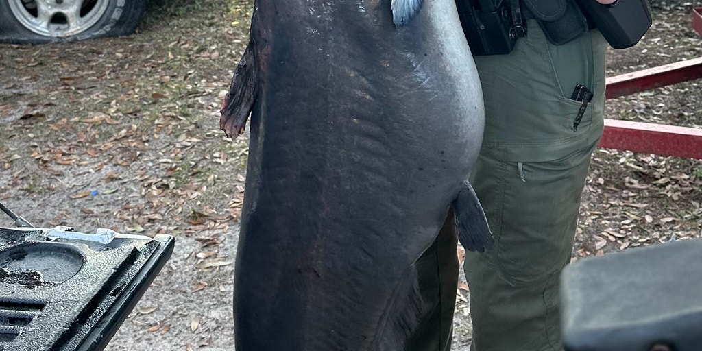 Cat’s out of the bag: Record blue catfish makes Florida history
