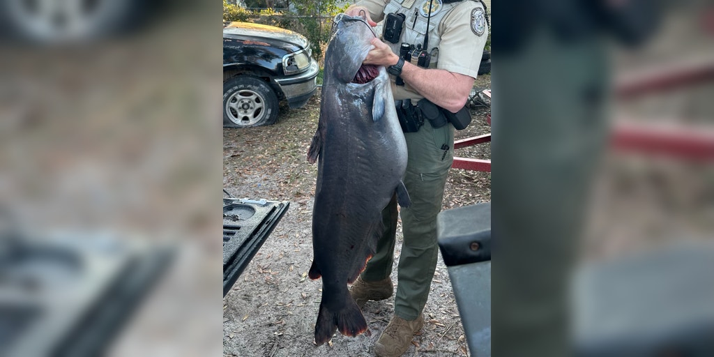 Cat’s out of the bag: Record blue catfish makes Florida history