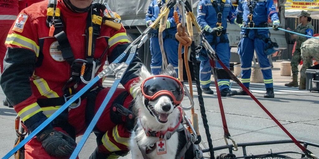 Photos: Rescue dog participates in earthquake training drills for the Mexican Red Cross