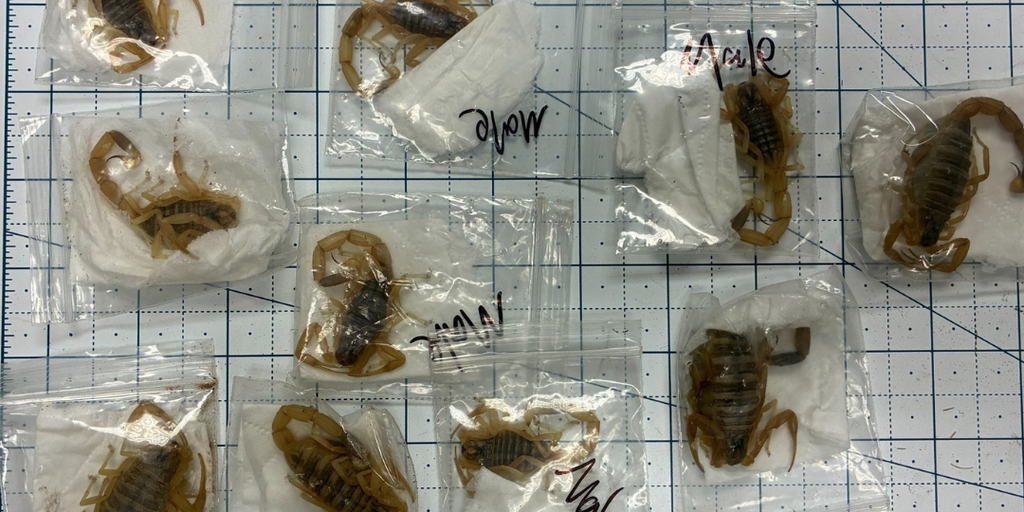 See it: US wildlife officials find several venomous scorpions being smuggled from Hong Kong