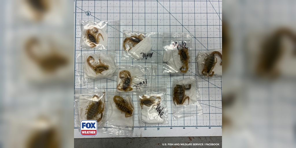 See it: US wildlife officials find several venomous scorpions being smuggled from Hong Kong