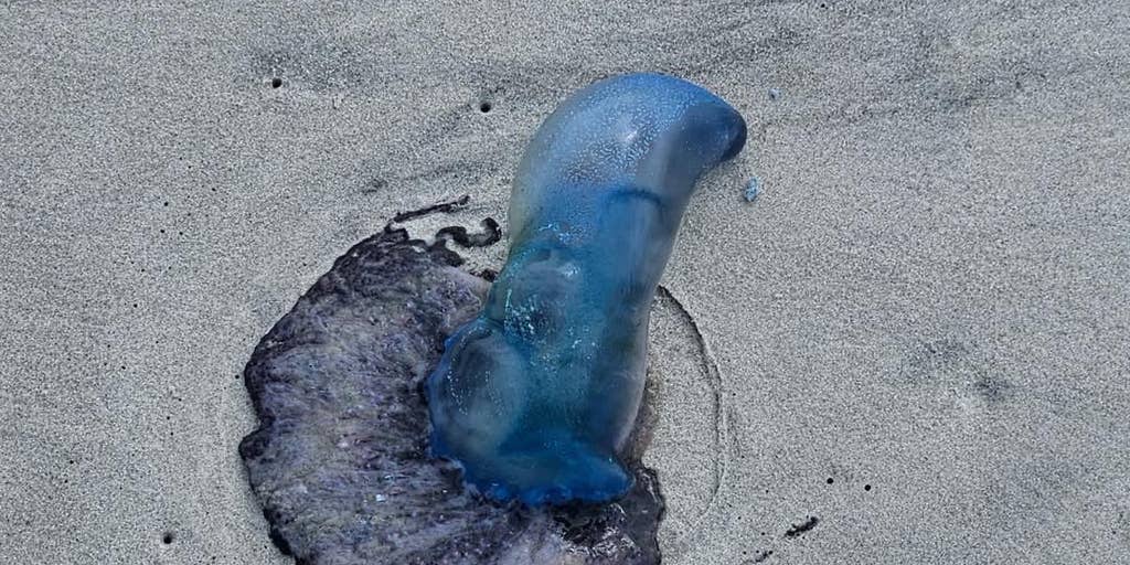 Portuguese man o' war warnings issued in Myrtle Beach after strong currents wash venomous wildlife ashore