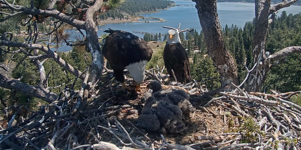 Names announced for 2026 Friends of Big Bear Valley bald eagle babies out of 63,000 entries